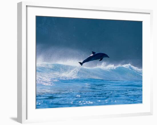 Common Dolphin Breaching in the Sea-null-Framed Photographic Print