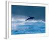 Common Dolphin Breaching in the Sea-null-Framed Photographic Print