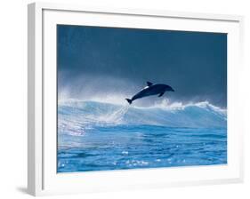 Common Dolphin Breaching in the Sea-null-Framed Photographic Print