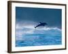 Common Dolphin Breaching in the Sea-null-Framed Photographic Print