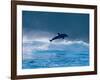 Common Dolphin Breaching in the Sea-null-Framed Photographic Print