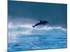 Common Dolphin Breaching in the Sea-null-Mounted Photographic Print