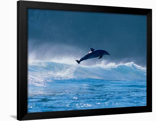 Common Dolphin Breaching in the Sea-null-Framed Photographic Print