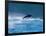 Common Dolphin Breaching in the Sea-null-Framed Photographic Print