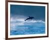 Common Dolphin Breaching in the Sea-null-Framed Photographic Print