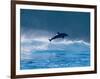 Common Dolphin Breaching in the Sea-null-Framed Photographic Print