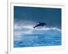 Common Dolphin Breaching in the Sea-null-Framed Photographic Print