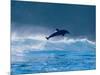 Common Dolphin Breaching in the Sea-null-Mounted Photographic Print