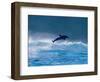 Common Dolphin Breaching in the Sea-null-Framed Photographic Print