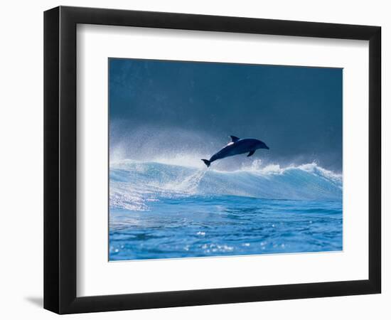 Common Dolphin Breaching in the Sea-null-Framed Photographic Print