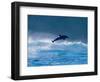 Common Dolphin Breaching in the Sea-null-Framed Photographic Print