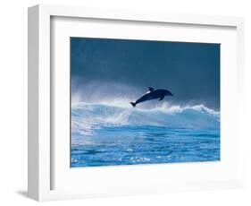 Common Dolphin Breaching in the Sea-null-Framed Photographic Print