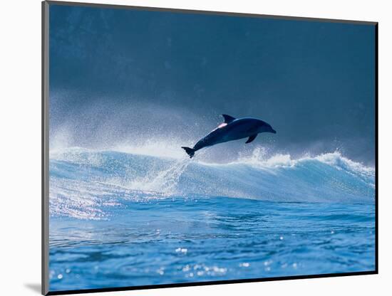 Common Dolphin Breaching in the Sea-null-Mounted Photographic Print