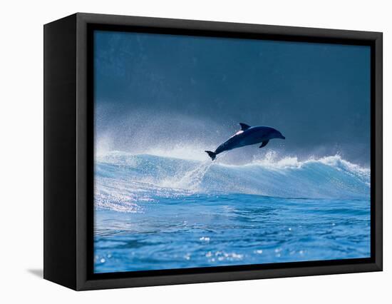 Common Dolphin Breaching in the Sea-null-Framed Stretched Canvas