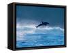 Common Dolphin Breaching in the Sea-null-Framed Stretched Canvas