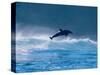 Common Dolphin Breaching in the Sea-null-Stretched Canvas