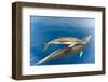 Common dolphin (Delphinus delphis) baby showing foetal folds, alongside adult, Azores-Christopher Swann-Framed Photographic Print