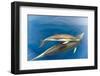 Common dolphin (Delphinus delphis) baby showing foetal folds, alongside adult, Azores-Christopher Swann-Framed Photographic Print