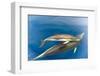 Common dolphin (Delphinus delphis) baby showing foetal folds, alongside adult, Azores-Christopher Swann-Framed Photographic Print