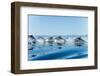 Common dolphin (delphinus delphis) Gulf of California Mexico.-Christopher Swann-Framed Photographic Print