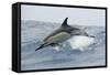 Common Dolphin (Delphinus Delphis) Jumping, Pico, Azores, Portugal, June 2009-Lundgren-Framed Stretched Canvas