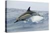 Common Dolphin (Delphinus Delphis) Jumping, Pico, Azores, Portugal, June 2009-Lundgren-Stretched Canvas