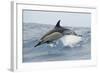 Common Dolphin (Delphinus Delphis) Jumping, Pico, Azores, Portugal, June 2009-Lundgren-Framed Photographic Print