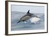 Common Dolphin (Delphinus Delphis) Jumping, Pico, Azores, Portugal, June 2009-Lundgren-Framed Photographic Print