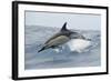 Common Dolphin (Delphinus Delphis) Jumping, Pico, Azores, Portugal, June 2009-Lundgren-Framed Photographic Print