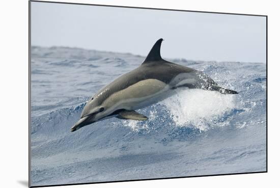 Common Dolphin (Delphinus Delphis) Jumping, Pico, Azores, Portugal, June 2009-Lundgren-Mounted Photographic Print