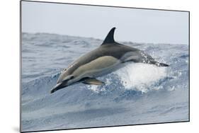 Common Dolphin (Delphinus Delphis) Jumping, Pico, Azores, Portugal, June 2009-Lundgren-Mounted Photographic Print