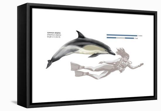 Common Dolphin (Delphinus Delphis), Mammals-Encyclopaedia Britannica-Framed Stretched Canvas