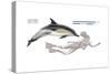 Common Dolphin (Delphinus Delphis), Mammals-Encyclopaedia Britannica-Stretched Canvas