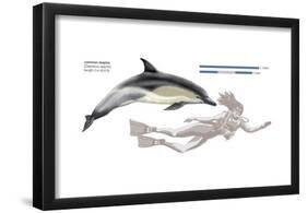 Common Dolphin (Delphinus Delphis), Mammals-Encyclopaedia Britannica-Framed Poster