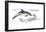 Common Dolphin (Delphinus Delphis), Mammals-Encyclopaedia Britannica-Framed Poster