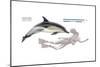 Common Dolphin (Delphinus Delphis), Mammals-Encyclopaedia Britannica-Mounted Poster