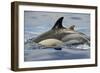 Common Dolphin (Delphinus Delphis) Porpoising, Pico, Azores, Portugal, June 2009-Lundgren-Framed Photographic Print