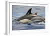 Common Dolphin (Delphinus Delphis) Porpoising, Pico, Azores, Portugal, June 2009-Lundgren-Framed Photographic Print