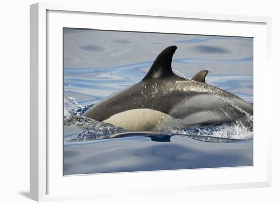 Common Dolphin (Delphinus Delphis) Porpoising, Pico, Azores, Portugal, June 2009-Lundgren-Framed Photographic Print