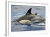 Common Dolphin (Delphinus Delphis) Porpoising, Pico, Azores, Portugal, June 2009-Lundgren-Framed Photographic Print