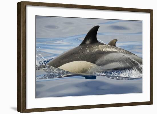 Common Dolphin (Delphinus Delphis) Porpoising, Pico, Azores, Portugal, June 2009-Lundgren-Framed Photographic Print