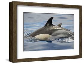 Common Dolphin (Delphinus Delphis) Porpoising, Pico, Azores, Portugal, June 2009-Lundgren-Framed Photographic Print