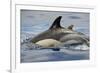 Common Dolphin (Delphinus Delphis) Porpoising, Pico, Azores, Portugal, June 2009-Lundgren-Framed Photographic Print