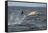 Common dolphin leaping out of sea, Inner Hebrides, Scotland-Alex Mustard-Framed Stretched Canvas