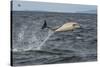 Common dolphin leaping out of sea, Inner Hebrides, Scotland-Alex Mustard-Stretched Canvas