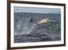 Common dolphin leaping out of sea, Inner Hebrides, Scotland-Alex Mustard-Framed Photographic Print