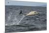 Common dolphin leaping out of sea, Inner Hebrides, Scotland-Alex Mustard-Mounted Photographic Print