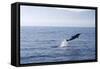 Common Dolphin Leaping Out of Water in the Strait-null-Framed Stretched Canvas