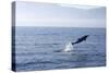 Common Dolphin Leaping Out of Water in the Strait-null-Stretched Canvas