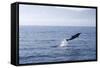 Common Dolphin Leaping Out of Water in the Strait-null-Framed Stretched Canvas